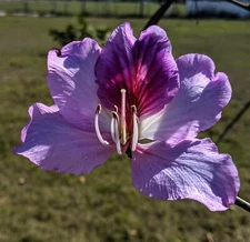 5 Orchid Tree Seeds - Bauhinia purpurea