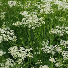300 CARAWAY SEEDS FRESH HARVEST GARDENS Herbs Seeds USA