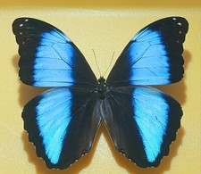  LOT OF 3 MORPHO DEIDAMIA MALE A1 UNMOUNTED WINGS CLOSED PERU NEW ARRIVAL