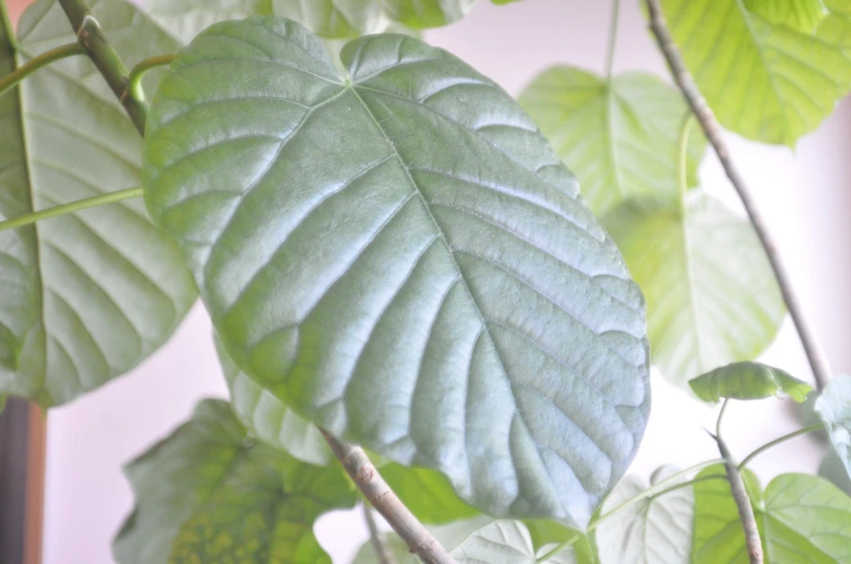 [Probado/Exc+5] Lente gran angular SMC Pentax 24 mm f/2,8 MF Pentax K Mount J... - Imagen 2 de 4