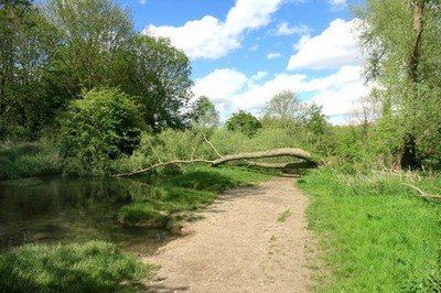 Foto A3 Umgestürzter Baum auf der Schleife Füße Cray Der Londoner Schleifenweg läuft be c2015