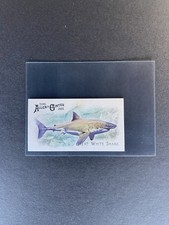 2025 Topps Allen & Ginter Great White Shark Mini