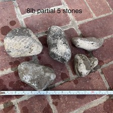 8lbs 5 Large Petoskey Stones With Partials.