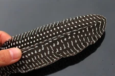 12 pcs Guinea Pearl Hen Wing Tail Quills Feathers Wing Fly Tying Materials