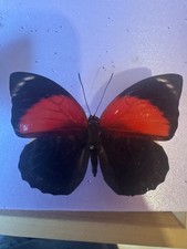 Agrias for collectors | rare Agrias butterflies