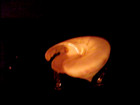 PLEUROTOMARIA HIRASEI ( SLIT SHELL ) — photo 2