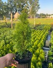 10pck - 1 Gallon - Emerald Green Arborvitae - Live Privacy Trees Garden Shade