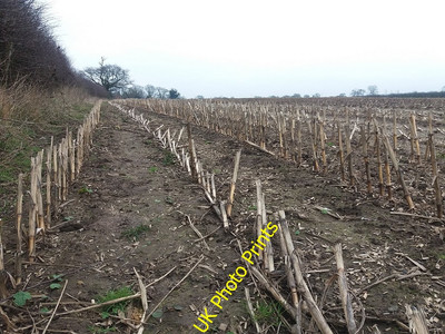 Photo 6x4 Thick stubble Sandbach The stalks here are much thicker than wh c2016
