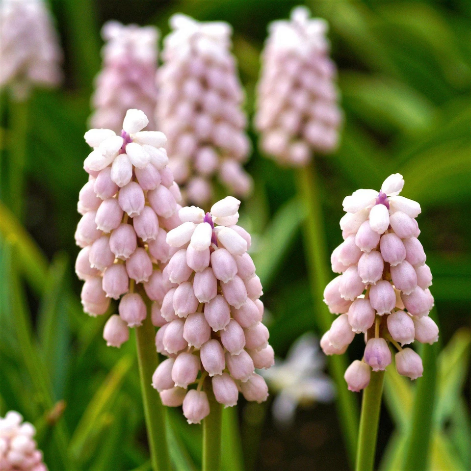 Fácil de cultivar Muscari uva jacinto rosa sorpresa 10 bulbos de plantas zona de primavera 4-8 Foto 3 de 4