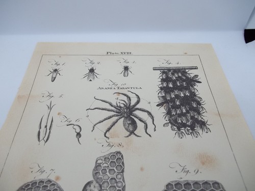 Antique Engraving Print Tarantula Hornet 18th -19th Century Andrew Bell Original - Picture 2 of 3