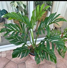 Rare Monstera Pinnatipartita Live Plant 12 to 18" Tall in 4" Pot-Pic 5-6 Actual