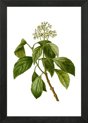 Vintage Climbing Hydrangea Framed Wall Art Poster Canvas Print Picture