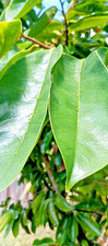 Soursop "Guanabana" Graviola Leaves for Healing Herbal Teas and Bath