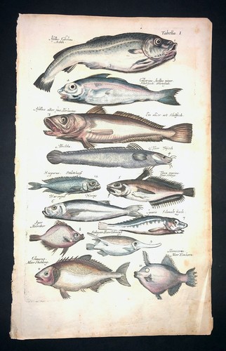 MERIAN - COD, TENCH - PL.1 - FOLIO - ORIGINAL ENGRAVING - 1650 - 1ST EDITION - 第 1/1 張圖片