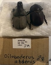 Coleoptera, Scarabaeidae, Diloboderus dęabderus, A-, Argentina 🇦🇷