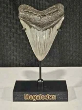 TOP SELLER! Black Megalodon Display Stand shark teeth fossil TOOTH NOT INCLUDED