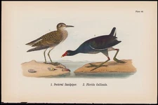 1890 Birds of Pennsylvania Antique Print Pectoral Sandpiper, Florida Gallinule