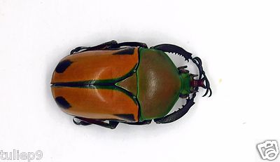 昆虫用品 Tanzania Eudicela e.euthalia 40mm