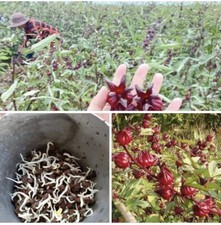 200 Roselle Seeds Asian Sour Leaf Hibiscus sabdariffa Free Shipping