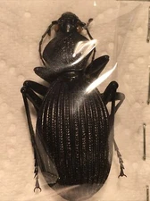 Teflus mergerlei CARABIDAE Ref 3155