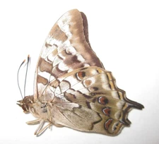 Nymphalidae Polyura gamma A1/A1- (NEW CALEDONIA)