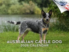 Australian Cattle Breed Calendar 2026 12x18 Made in USA
