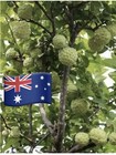 Sold ❌❌8x CUSTARD APPLE Fruit SEEDS (Annona squamosa) Sugar Apple Plant Garden