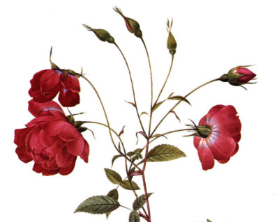 1990 Vintage Print Rose Flower Rosa Indica Sertulata Floral Roses