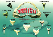 FL Postcard Sharks Teeth Chart Bull Shark Jaw Florida Beach Souvenir Vintage