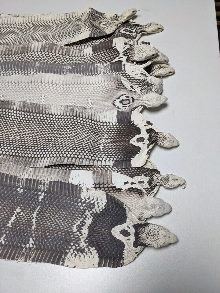 Unbreached Genuine Snake Skin Snakeskin Leather w/ Natural Head - Image 3 of 4