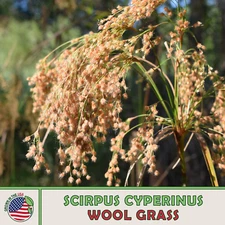 1600 Wool Grass Seeds, Scirpus cyperinus, Native Wetland Sedge, Bird Attractor