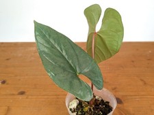 Anthurium Silver - 4 inch pots - Frosty Blue-Green to Sage Toned Leaves