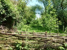 Photo A1 Willow hurdles Peakirk A fence made of willow hurdles at the De c2015