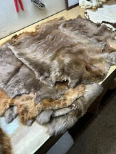 Tanned Beaver Hide From Canada Light Color Open Leg XX Lg.  Damaged Id Tag Grey