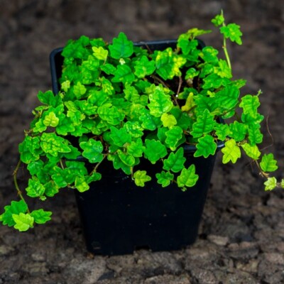 Ficus Pumila Quercifolia (Fully Rooted) String of Frogs - Live Terrarium Plant