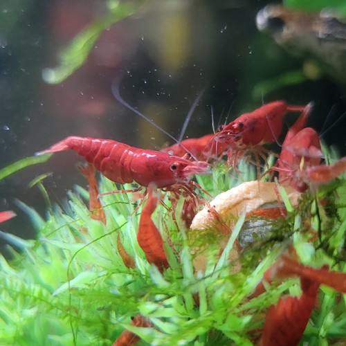 15+2 Fire Red Cherry Neocaridina Freshwater Shrimp USA Home Bred, Real Pictures - Picture 1 of 22