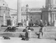 Roman milk market is shown with goats in the plaza 1920 Old Photo