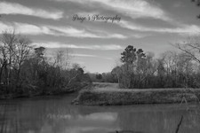 Digital image picture  black and white trees surounding pond photo by Paige