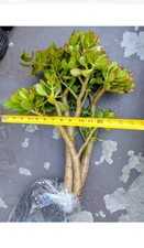 Crassula Ovata 8 Years Old Thick Trunk Jade Tree Stump Door Pick Up Zip 94538