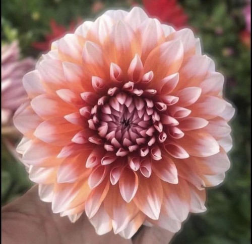 Mystery Pack : 10 Rare Bulbs/Tubers For $50 Free Postage - Picture 7 of 13