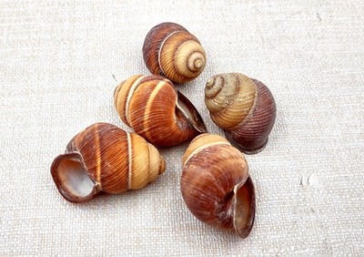 Red Brown Land Snail Shells Camaena Arata (5 shells approx. 1.5+ inches)