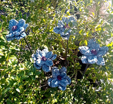 Gartenstecker, Keramik, Blume,Blüte, Gartenstele, Gartenkeramik, Mohn