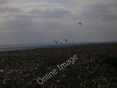 Foto 6x4 Seevögel über Schindel auf South Hayling Eastoke zwischen dem Vogel c2009