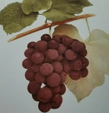 Vtg 1908 MASSASOIT GRAPE Color Plate Print U P Hedrick Winery Botanical Kitchen