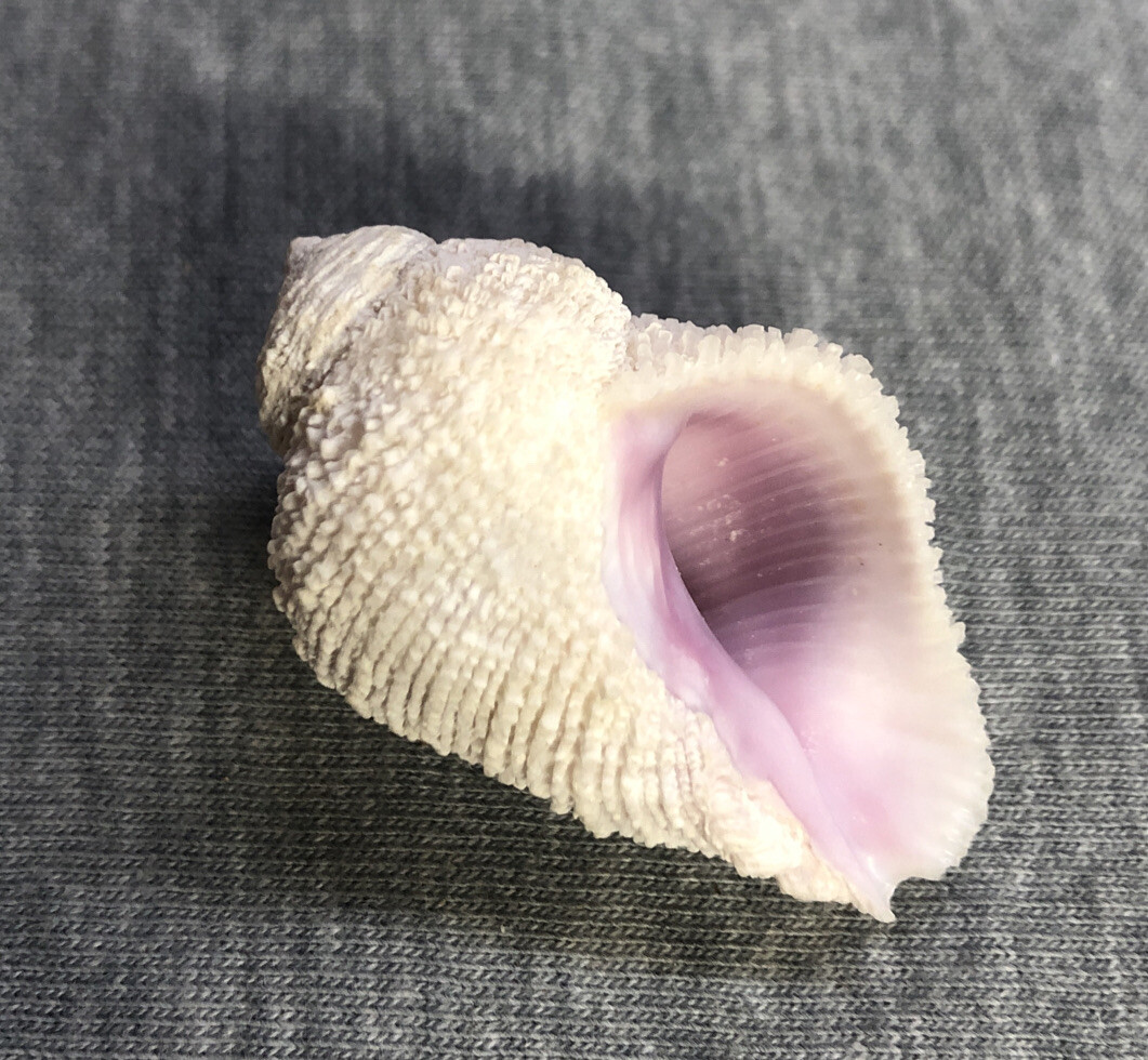 Sub Pypriform Sea Shell *Coralliophila Pyriformis (Pyriform Coral-shell) 38mm !!! | eBay