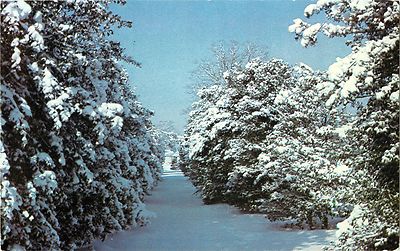 A Winter Scene at Wolf's Holly Orchard, Millville NJ  ''Holly City of America''