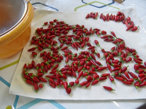 30+ SMALL RED CHILI HOT PEPPER SEEDS NON-GMO FRESH FOR YOUR GARDEN - Picture 2 of 10