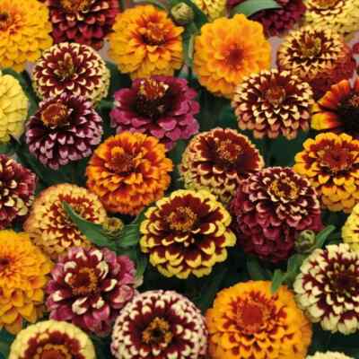 100+ Aztec Mix Zinnia Seeds for Garden Planting - USA - FREE SHIPPING ...