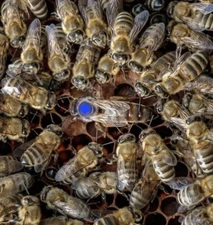 Queen Marking Pen Comp Adv MPD 15  2025 BLUE Color FAST FREE SHIPPING