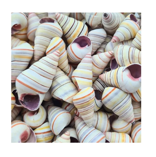 Haitian Tree Snail Spiral Shell Rainbow Shells Candy Striped Hermit Crab Shells
